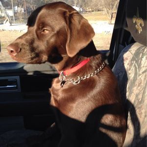 Meet your Posher, Terry