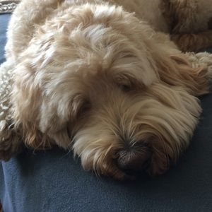 Meet your Posher, Janet