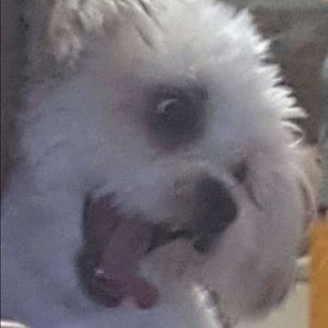 Meet your Posher, Crystal