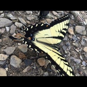 Meet your Posher, Sydney