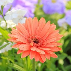 Meet your Posher, Brinn