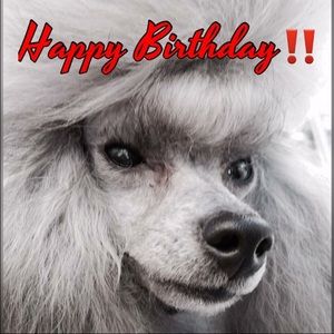 Meet your Posher, Donna