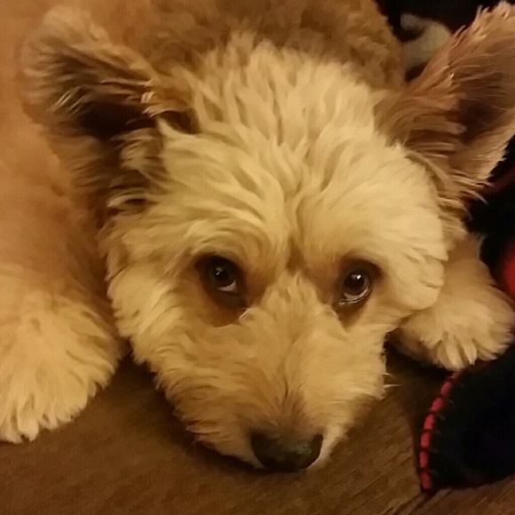 Meet your posher! - Picture 2 of 2