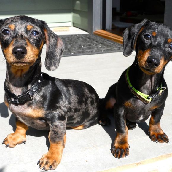 Meet your Posher, Marge