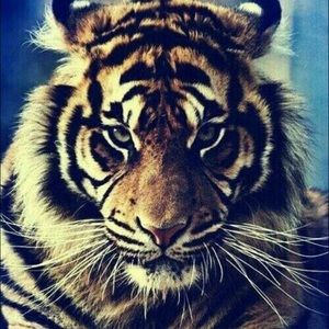 Meet your Posher, Sang