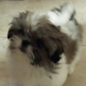 Meet your Posher, Dena