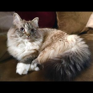 Meet your Posher, Gretchen