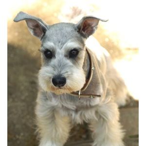 Meet your Posher, Sue