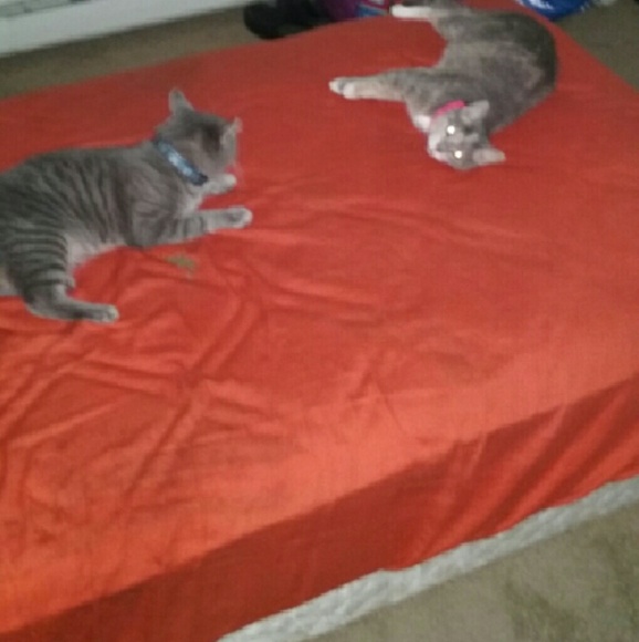 Meet your Posher, Nathan - Picture 2 of 4