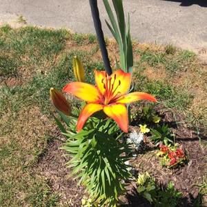 Meet your Posher, Penny