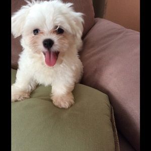 Meet your Posher, Carmen