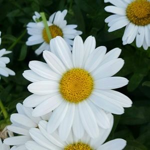 Meet your Posher, Lily