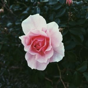 Meet your Posher, Jess