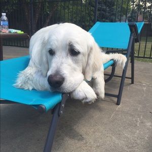 this is oliver (PRICELESS)