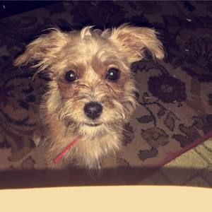 Meet your Posher, Devon