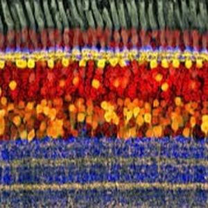 Meet your Posher, Maisoon