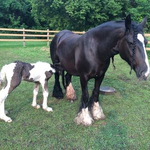 Meet your Posher, Deana