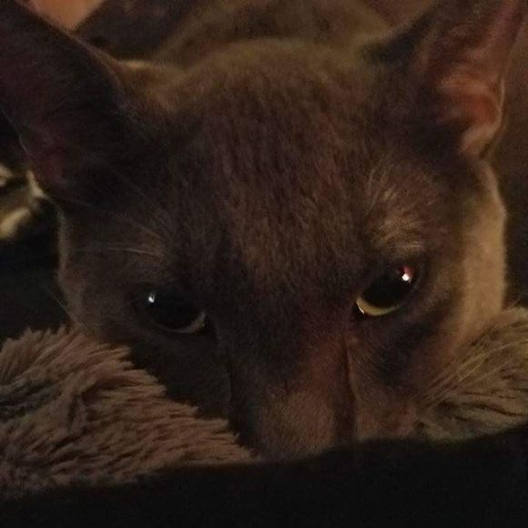 Meet your Posher, Reza - Picture 1 of 1