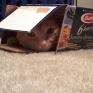 Meet your Posher, Dana