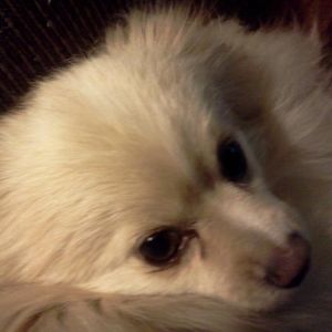 Meet your Posher, Trina