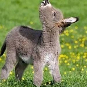 Meet your Posher, Joanne