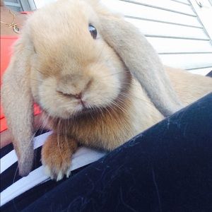 Meet your Posher, Jazz