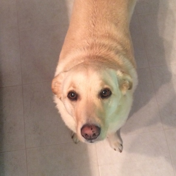 Meet the Posher Other - Meet your Posher, Anna