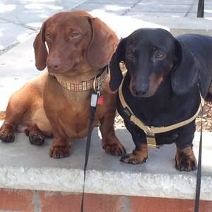 Meet your Posher, Meredith