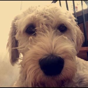 Meet your Posher, Andrew