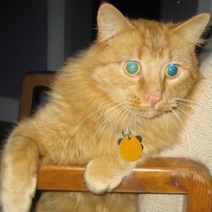 Meet your Posher, Lucy