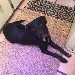 Meet your Posher, Bonnie