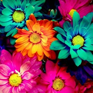 Meet your Posher, Brittney