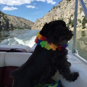 Meet your Posher, Janet