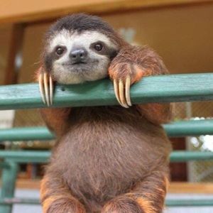 Meet your Posher, Dora