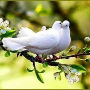 Meet your Posher, Beatrice