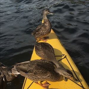 Meet your Posher, Maya