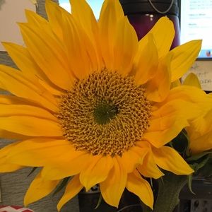 Meet your Posher, Cynthia