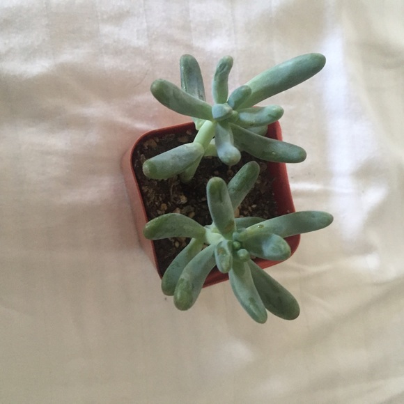 💚 Succulent Plant 💚 - Picture 2 of 3