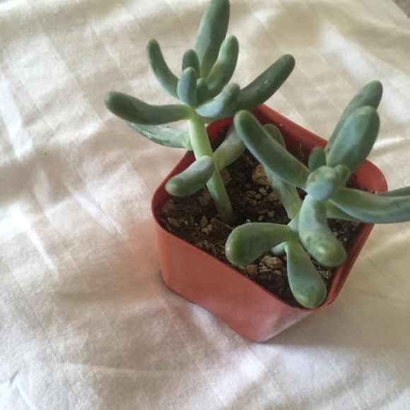 💚 Succulent Plant 💚 - Picture 3 of 3