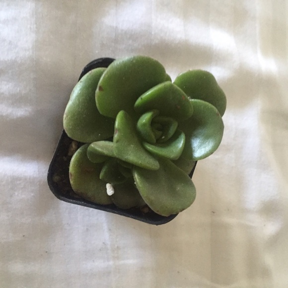 💚 Succulent Plant 💚 - Picture 2 of 2
