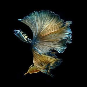 Meet your Posher, Benjamin