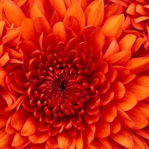 Meet your Posher, Caitlyn