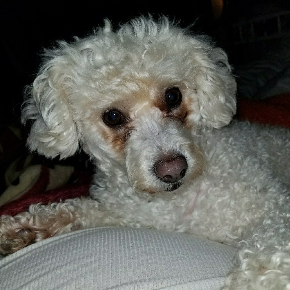 Meet your Posher, Patty