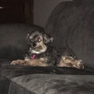 Meet your Posher, Sidney