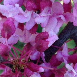 Meet your Posher, Lanie