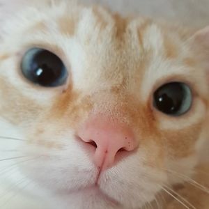 Meet your Posher, Patty