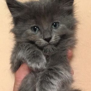 Meet your Posher, Cortnee