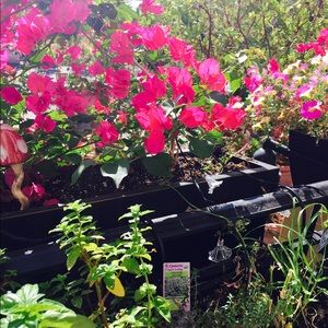 Meet your Posher, Anusha