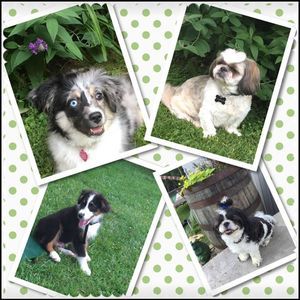 Meet your Posher, Martha