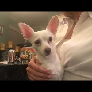 Meet your Posher, Molly